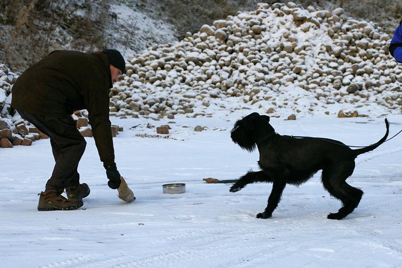 Soveltuvuustesti (7).jpg